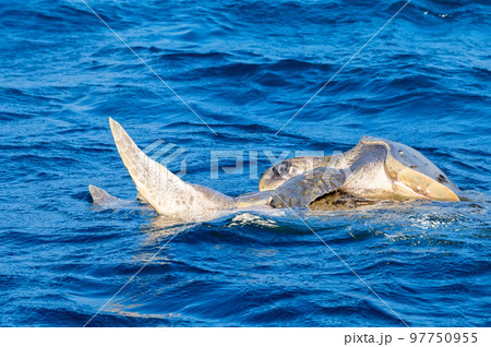 Olive ridley sea turtles or Lepidochelys olivacea performs mating ritual 97750955
