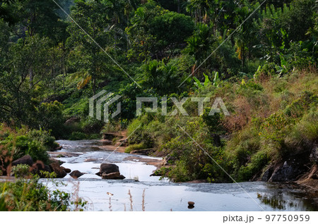 Scenic view of rainforest Sinharaja in Sri Lanka 97750959