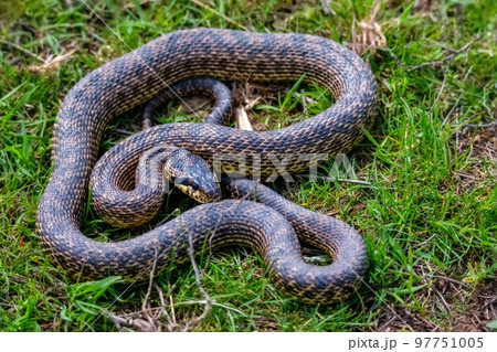 Close-up of blotched snake or Elaphe sauromates in grass 97751005