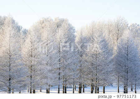 Winter landscape with snowy, hoarfrost covered birch trees Winter landscape with snowy, hoarfrost covered birch trees 97751173