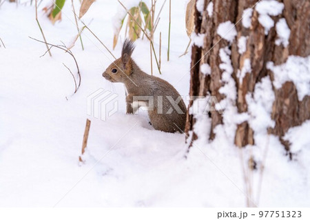 北海道 動物 エゾリス 小動物 かわいい 北海道三大かわいい 北海道 動物 エゾリス 小動物 かわいい 北海道三大かわいい 97751323