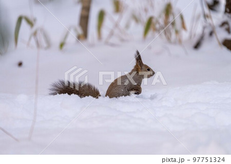 北海道 動物 エゾリス 小動物 かわいい 北海道三大かわいい 北海道 動物 エゾリス 小動物 かわいい 北海道三大かわいい 97751324