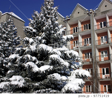 Snow covered tree. Snow covered tree. 97751419