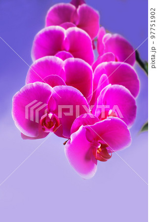 Beautiful Pink phalaenopsis Orchid Flower around white background. freely space 97751902