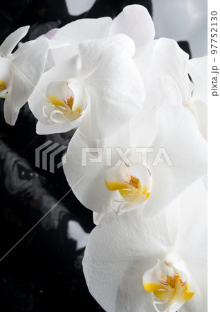 White orchid flowers agaist glamour black background. macro shot White orchid flowers agaist glamour black background. macro shot 97752130