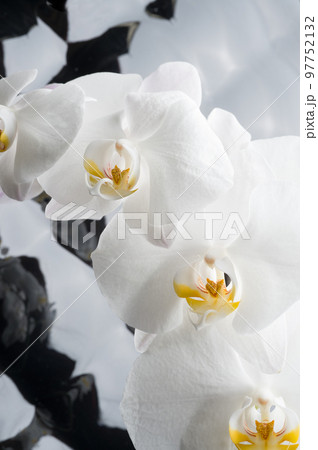 White orchid flowers agaist glamure black background. close up shot White orchid flowers agaist glamure black background. close up shot 97752132