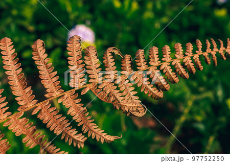Dry leaves are brown in nature. Is an ornamental plant that is frequently found both in the home and in the garden Dry leaves are brown in nature. Is an ornamental plant that is frequently found both in the home and in the garden 97752250