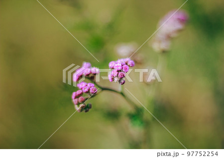 Pink grass flowers in nature, which is a kind of weed 97752254