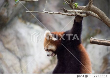 木にぶら下がるレッサーパンダ 97752283