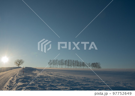 夕暮れの丘に立つ冬木立　美瑛町 97752649