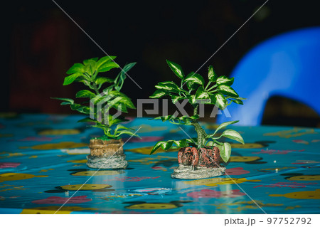 Plastic tree in vase Placed on the table 97752792