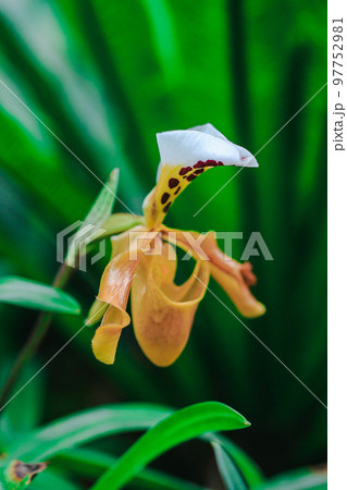 Paphiopedilum gratrixianum is an orchid in the genus Paphiopedilum. Found in Laos Paphiopedilum gratrixianum is an orchid in the genus Paphiopedilum. Found in Laos 97752981