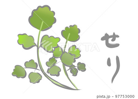 七草　せり 97753000