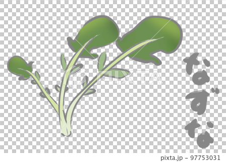 七草　なずな 97753031