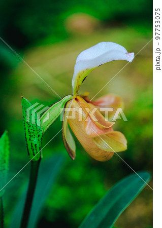 Paphiopedilum gratrixianum is an orchid in the...の写真素材