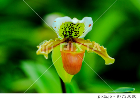 Paphiopedilum gratrixianum is an orchid in the...の写真素材