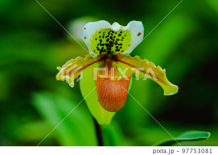 Paphiopedilum gratrixianum is an orchid in the genus Paphiopedilum. Found in Laos Paphiopedilum gratrixianum is an orchid in the genus Paphiopedilum. Found in Laos 97753081