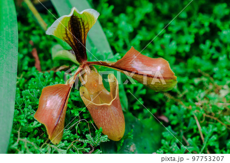 Paphiopedilum Common in Southeast Asia 97753207