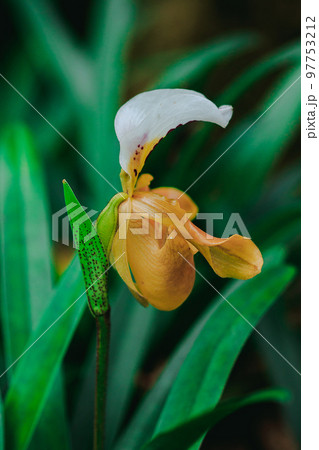 Paphiopedilum gratrixianum is an orchid in the...の写真素材