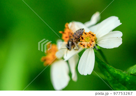 Bee on the pollen Spanish needle 97753267