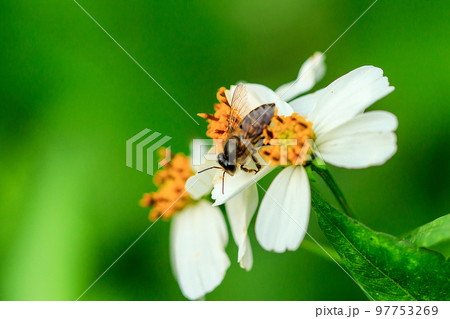 Bee on the pollen Spanish needle 97753269