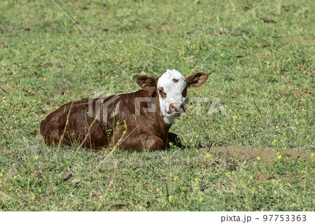 Cattle calf in Argentine countryside, La Pampa Province, Argentina. Cattle calf in Argentine countryside, La Pampa Province, Argentina. 97753363