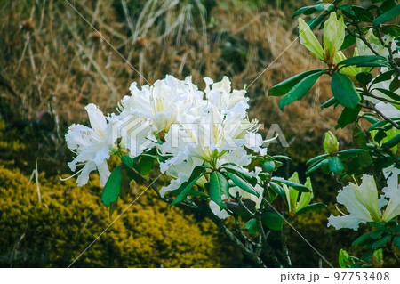 Azalea is the family name of the flowering plant in the genus Rhododendron moulmainense in Doi Inthanon National Park. Azalea is the family name of the flowering plant in the genus Rhododendron moulmainense in Doi Inthanon National Park. 97753408