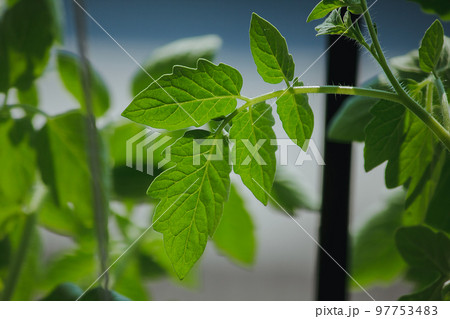 The leaves of the growing tomato tree 97753483