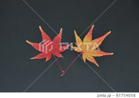 紅葉したカエデの葉07 97754058