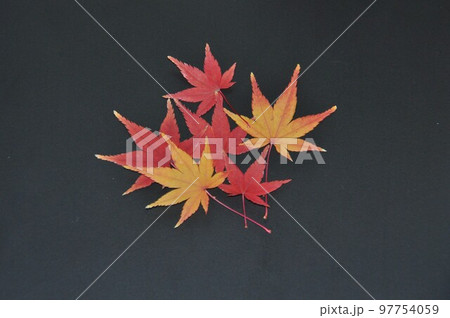 紅葉したカエデの葉08 97754059