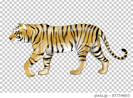 Full body illustration of a walking tiger Full body illustration of a walking tiger 97754603