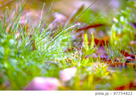 仏の座　早春 97754822