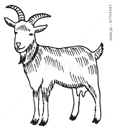 Goat sketch. Hand drawn farm mammal animalのイラスト素材 [97755447] - PIXTA