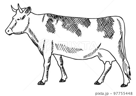 Cow sketch. Cattle engraving. Farm domestic animal 97755448