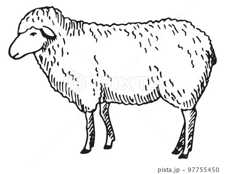 Lamb sketch. Farm wool animal. Sheep drawing Lamb sketch. Farm wool animal. Sheep drawing 97755450