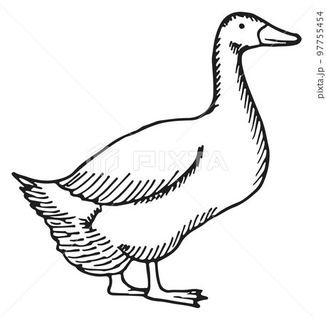 Goose sketch. Poultry hand drawn bird icon Goose sketch. Poultry hand drawn bird icon 97755454