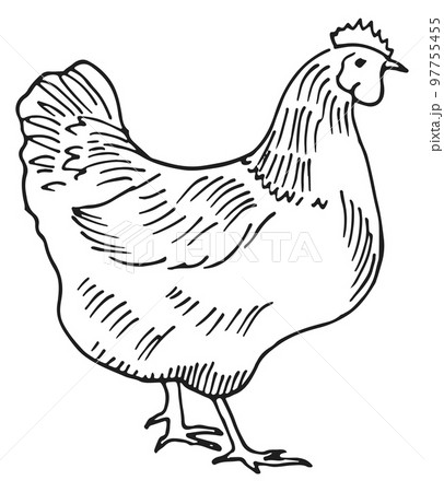 Hen sketch. Hand drawn chicken. Farm bird Hen sketch. Hand drawn chicken. Farm bird 97755455