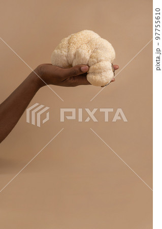 African famele hand holding lion mane mushroom African famele hand holding lion mane mushroom 97755610