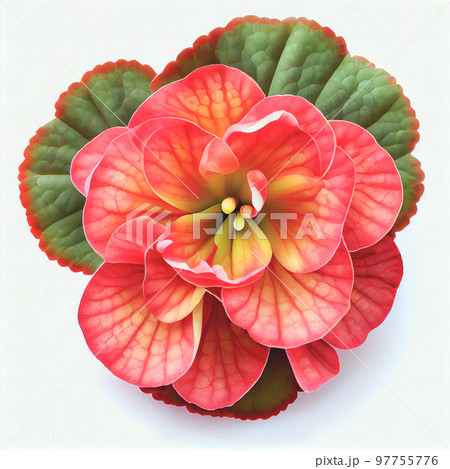 Top view a Begonia flower isolated on a white background, suitable for use on Valentine's Day cards 97755776