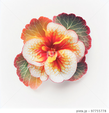 Top view a Begonia flower isolated on a white background, suitable for use on Valentine's Day cards 97755778