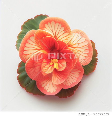 Top view a Begonia flower isolated on a white background, suitable for use on Valentine's Day cards 97755779