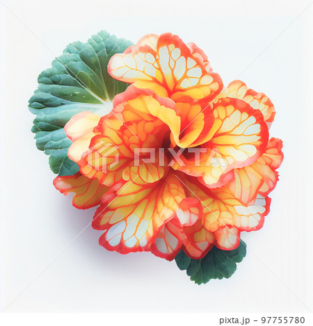 Top view a Begonia flower isolated on a white background, suitable for use on Valentine's Day cards 97755780