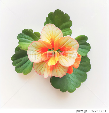 Top view a Begonia flower isolated on a white background, suitable for use on Valentine's Day cards 97755781