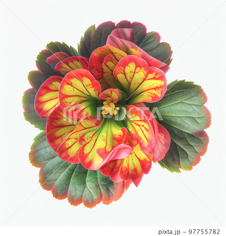 Top view a Begonia flower isolated on a white background, suitable for use on Valentine's Day cards 97755782