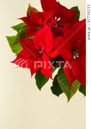 Christmas Poinsettia flower closeup Christmas Poinsettia flower closeup 97756233