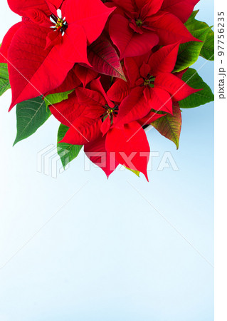 Christmas Poinsettia flower Christmas Poinsettia flower 97756235