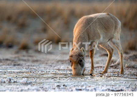 Female saiga antelope or Saiga tatarica walks in steppe near waterhole in winter Female saiga antelope or Saiga tatarica walks in steppe near waterhole in winter 97756345