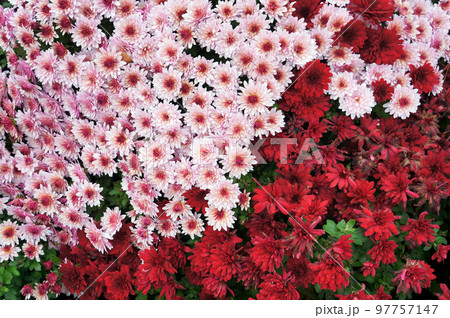 Pink and Red Flowers of Chrysanthemum Plant. 97757147