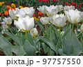 White tulips in spring in the botany garden 97757550