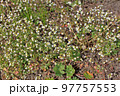 Draba verna the spring draba, shadflower, nailwort, common whitlowgrass, vernal whitlow grass, early witlow grass or whitlow-grass is a species of plant in the mustard family. 97757553